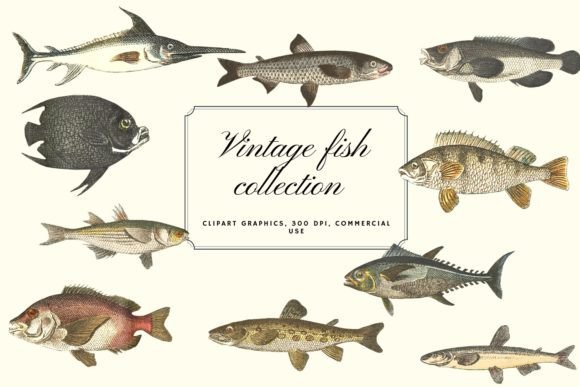 Download Vintage Fish Illustration, Vintage Fish - Fish Collection
