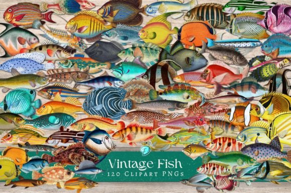 Download Vintage Fish Illustration Clipart PNGs - Fish Collection